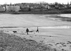 dogs at the beach