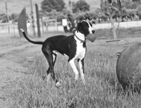 giant breeds prone to bloat