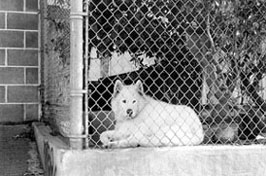 dog in kennel