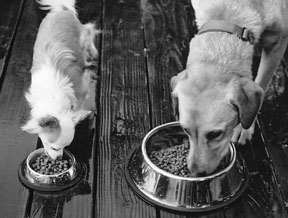 What Is Lurking in Your Dog's Water Bowl?