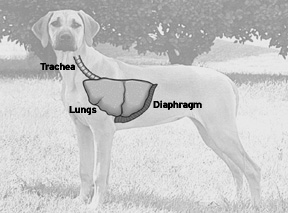 Canine Respiratory System 