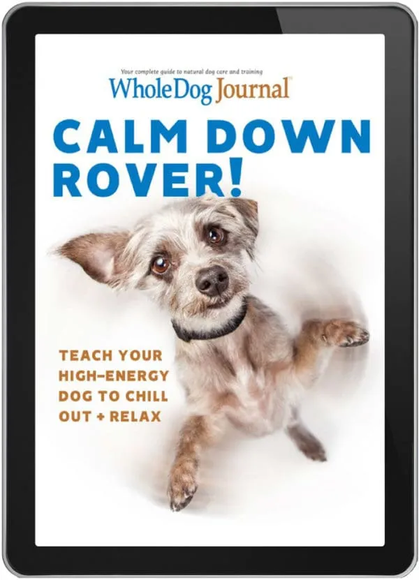 Calm Down Rover!