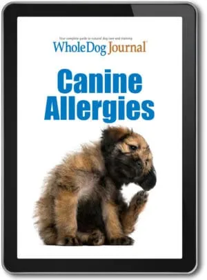 Canine Allergies