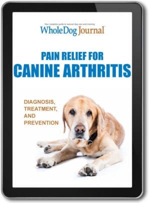 Pain Relief for Canine Arthritis