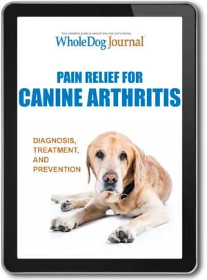 Pain Relief for Canine Arthritis