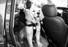 Car anxiety in dogs can be addressed leading to fun outings for you and your pup.