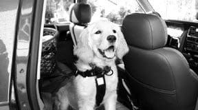 Car anxiety in dogs can be addressed leading to fun outings for you and your pup.