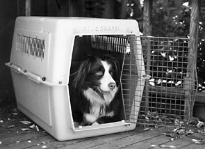 The Importance of Crate Training Your Dogs - Whole Dog Journal