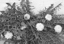 Dandelion for dogs is a useful supplement that can promote health.