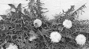 Dandelion for dogs is a useful supplement that can promote health.