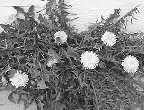 Dandelion for dogs is a useful supplement that can promote health.