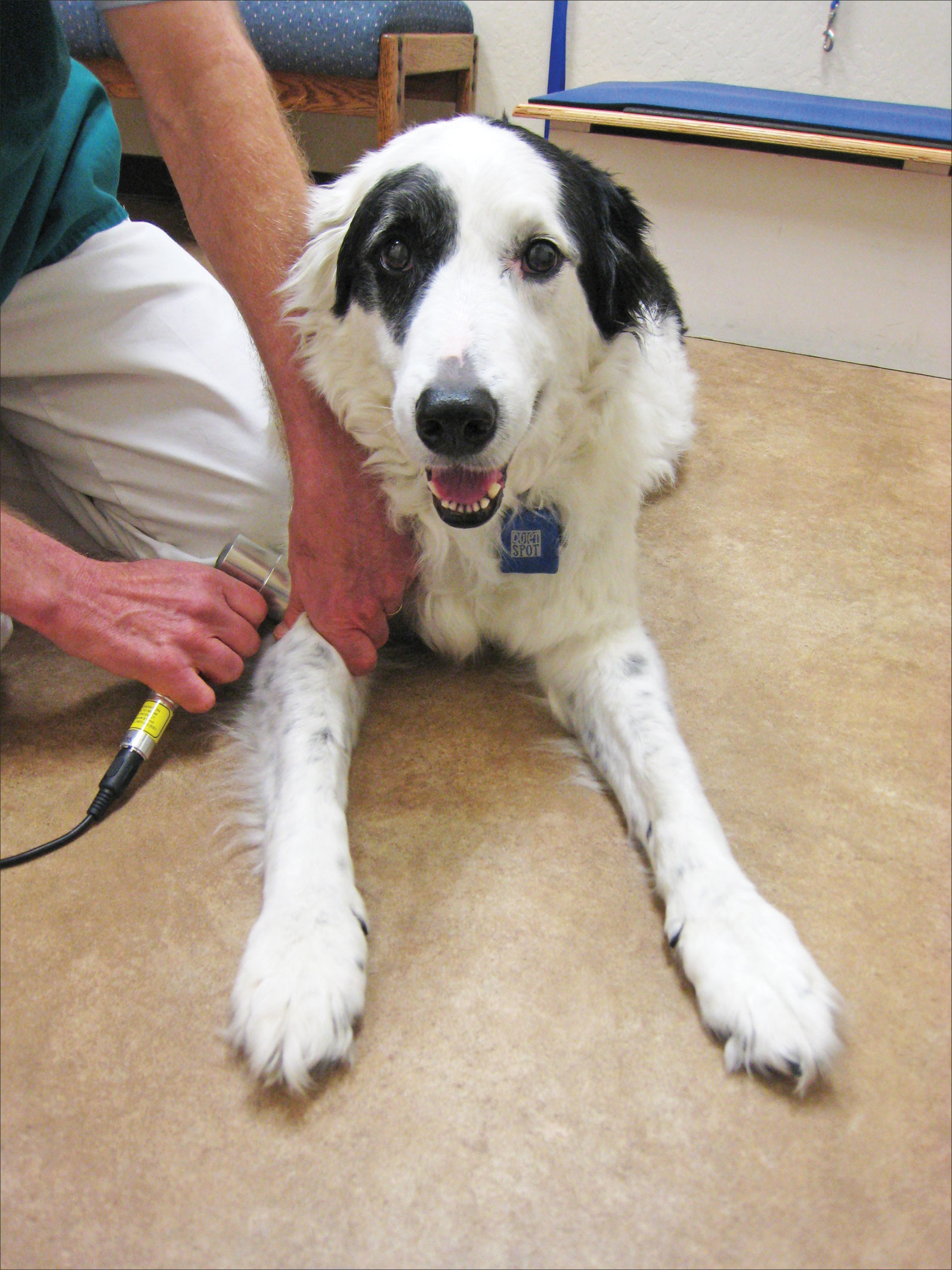 Consider Light Therapy For Your Dog's Rehab - Whole Dog Journal