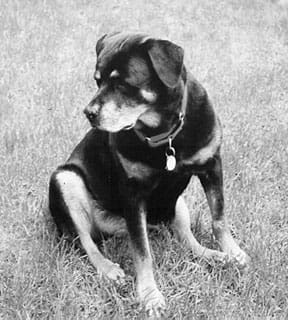 11 year old rottweiler