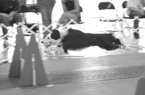 flyball