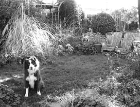 Dogs Playing in The Garden