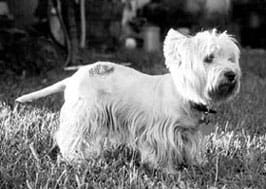 westie with hot spot