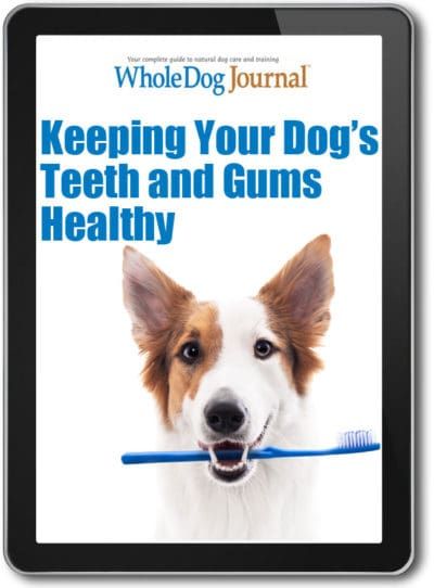 Keeping Your Dog's Teeth and Gums Healthy