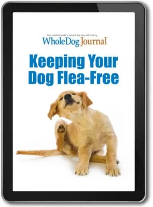 Keeping Your Dog Flea Free