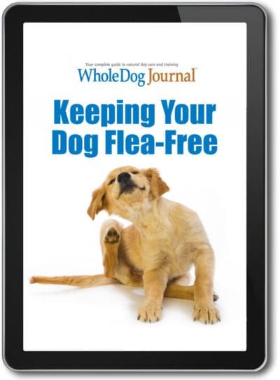 Keeping Your Dog Flea Free