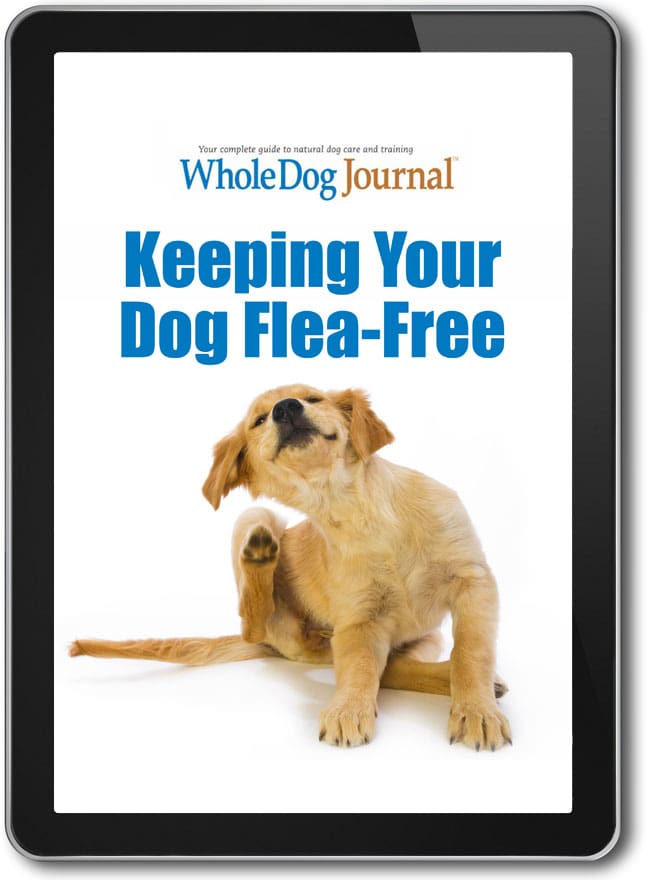 Keeping Your Dog Flea Free
