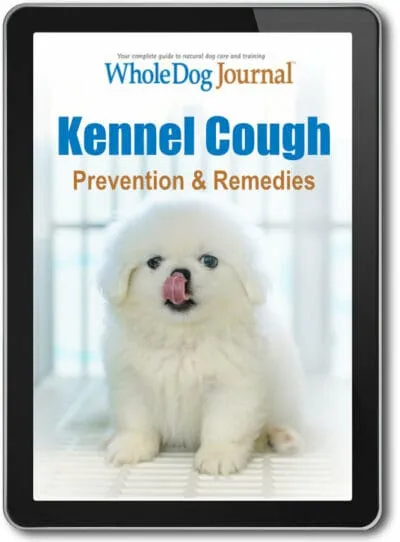 Kennel Cough