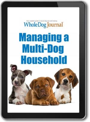 Managing A Multi-Dog Household