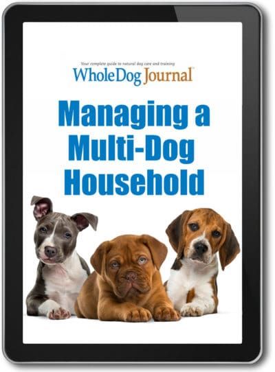Managing A Multi-Dog Household