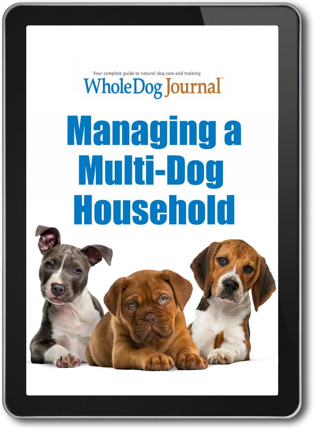 Managing A Multi-Dog Household