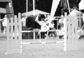 dog agility competition