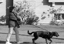 No pull dog harnesses are useful, but not a replacement for training.