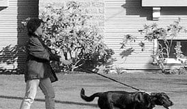 No pull dog harnesses are useful, but not a replacement for training.