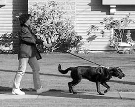 No pull dog harnesses are useful, but not a replacement for training.