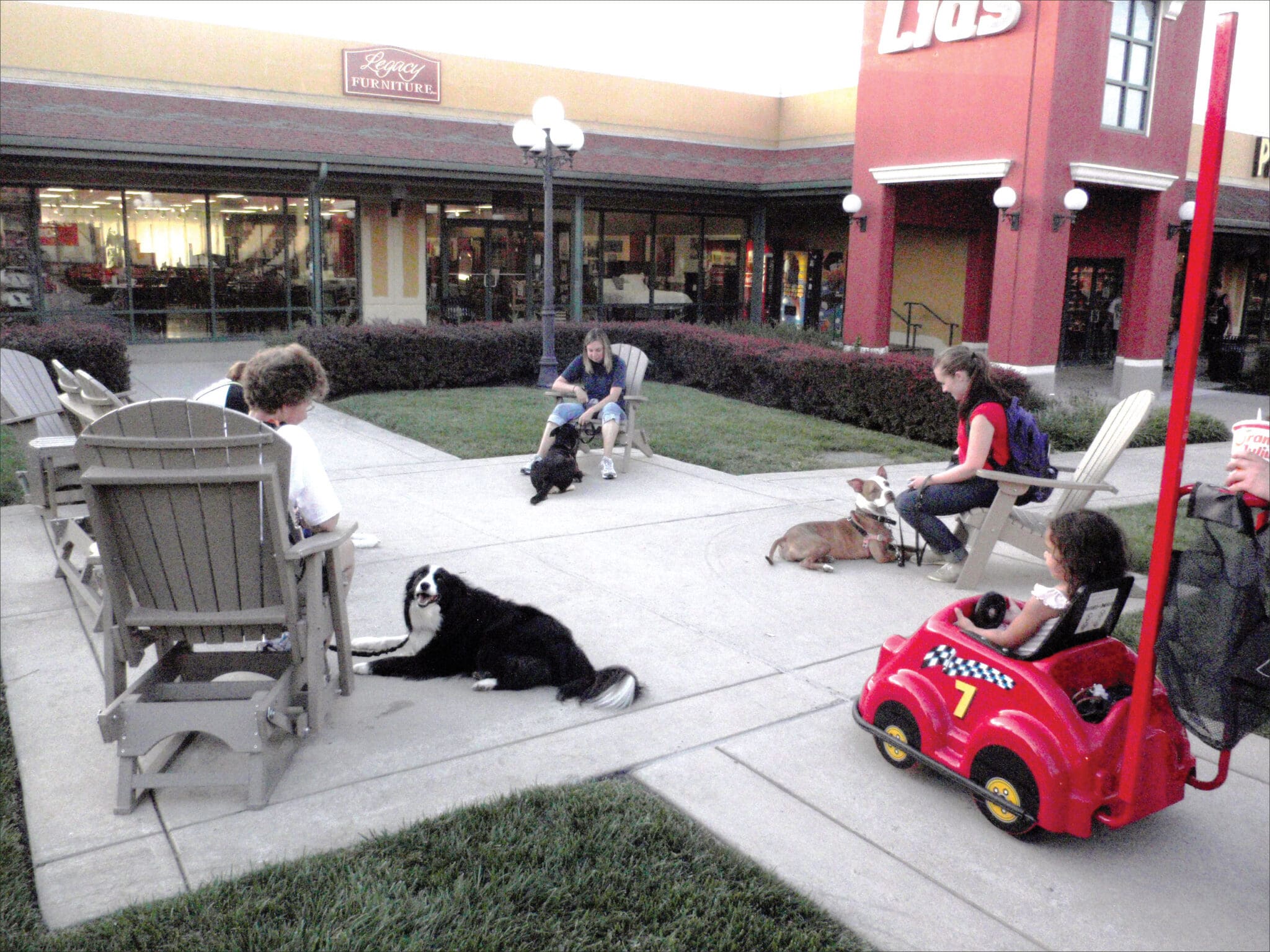 dog relaxing in crowded area