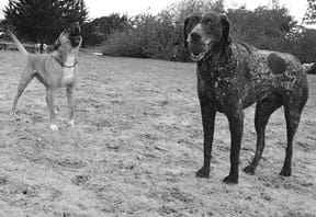 dog park