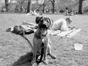 puppy in the park