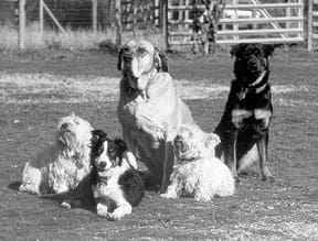 family of dogs