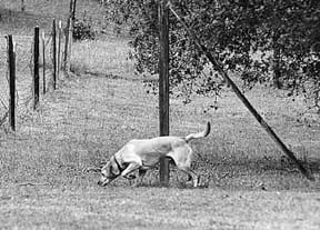 A black and white photo of a dog sniffing for prey.