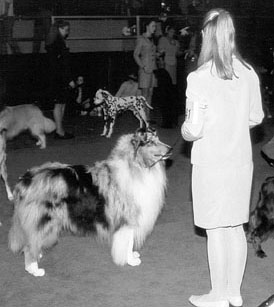 AKC show dogs