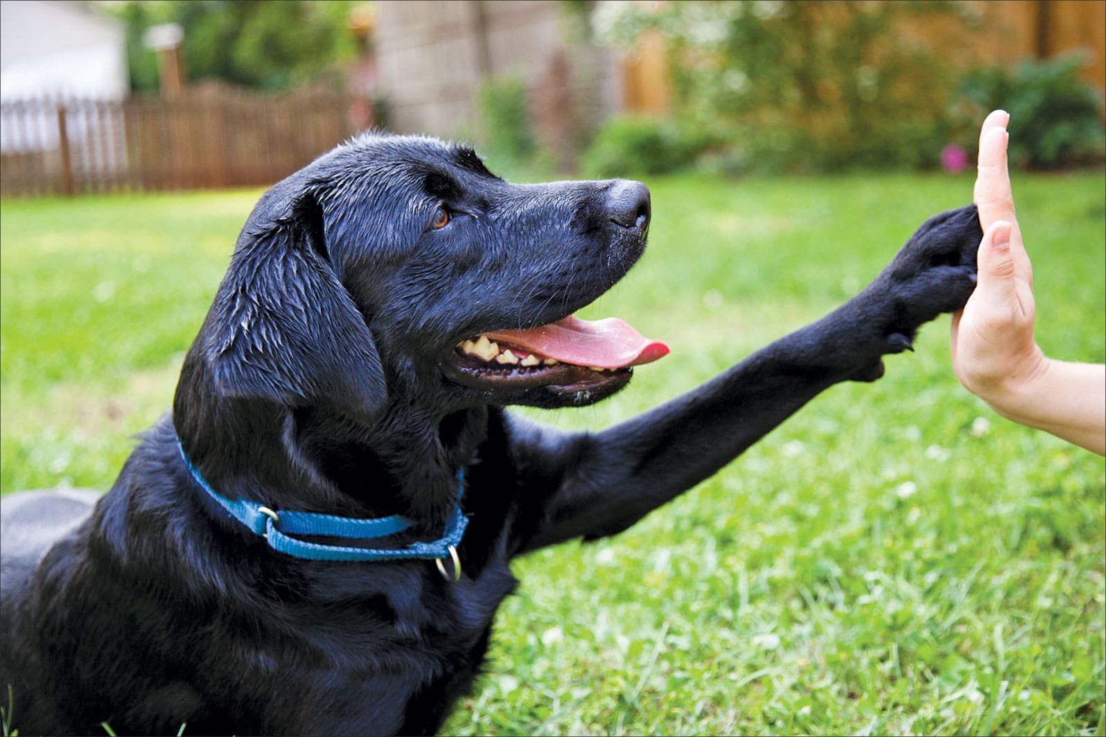 dog high five