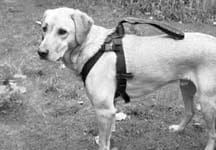 Canine seat belts offer an alternative to crates for a dog's car travel.