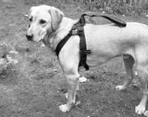 Canine seat belts offer an alternative to crates for a dog's car travel.