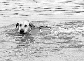 life jackets for dogs