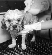 dog sprayed by skunk