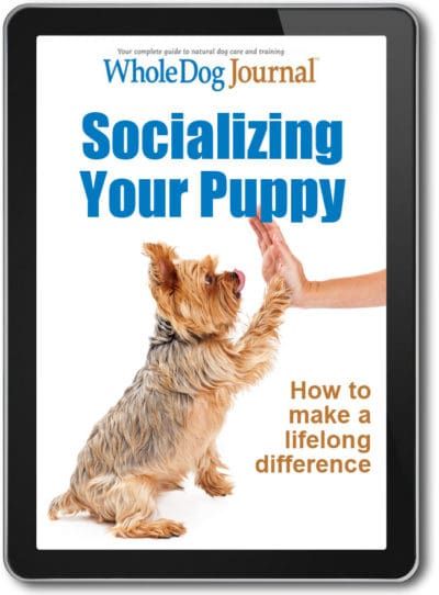 Socializing Your Puppy