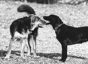 Dog appeasement signals can include sniffing, or holding still while another dog sniffs.