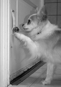 train dog to ring a doorbell