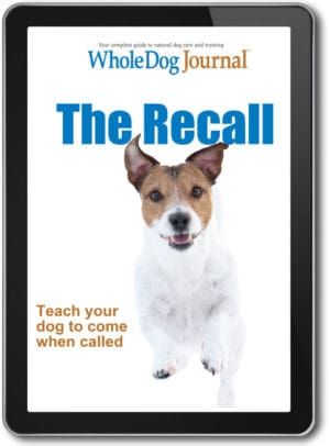 The Recall: Teach Your Dog To Come When Called