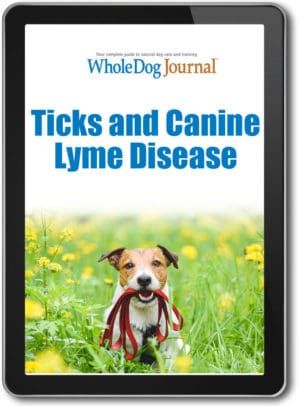 Ticks And Canine Lyme Disease