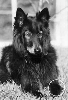 belgian shepherd with osteosarcoma