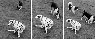 Stunning Canine Autoimmune Disorders Prevention With Natural Extracts image